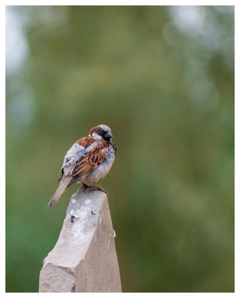 Bird Top Nature U-Eynhfovfj6