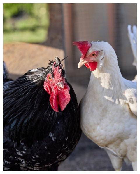 Chicken Haan Them Poultry