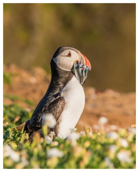 Puffin Nature Bird Wildlife