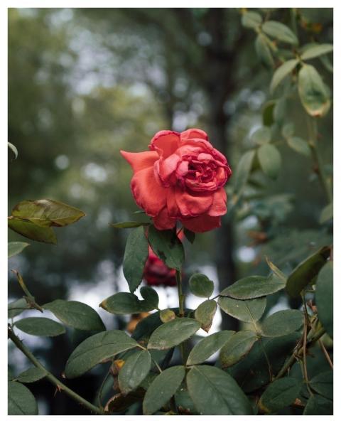 Rose Flower Wallpaper Flower Flower Background