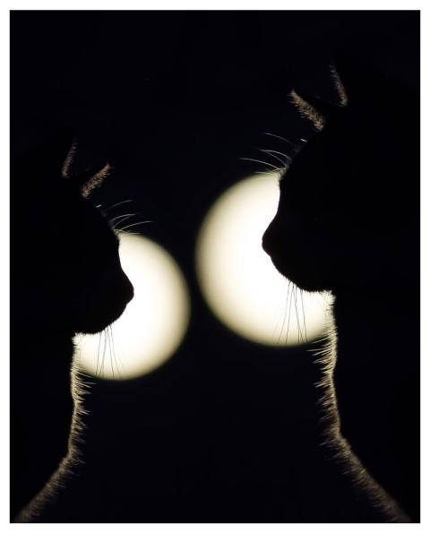 Cats Silhouettes Black Light