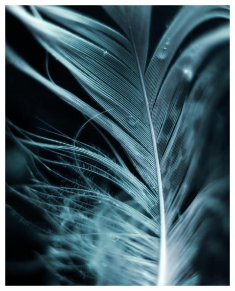 Feather Bird Feather Dark Background Nature