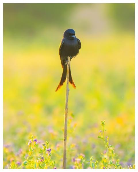 Drongo Nature Beautiful Flowers Flower Wallpaper