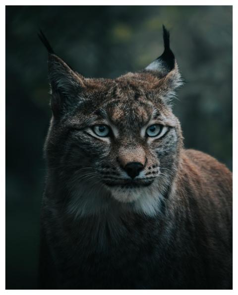 Lynx Wildcat Nature Animal