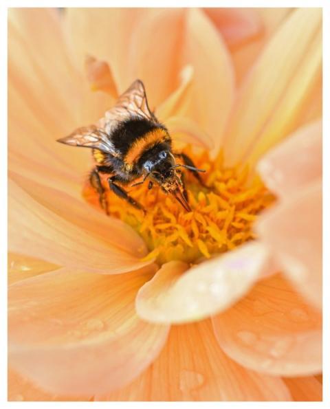 Bourdon Insect Pollination Nature