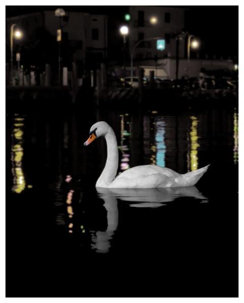 Swan Bird Animal Feathers