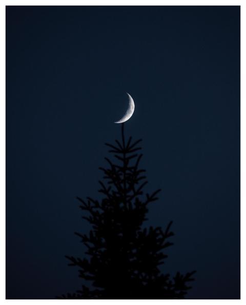Moon Tree Forest Night