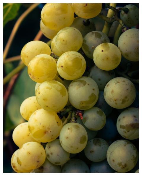 Fruit Grape Fall Agriculture