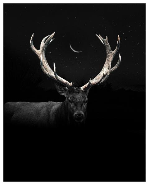 Deer Animal Nature Forest