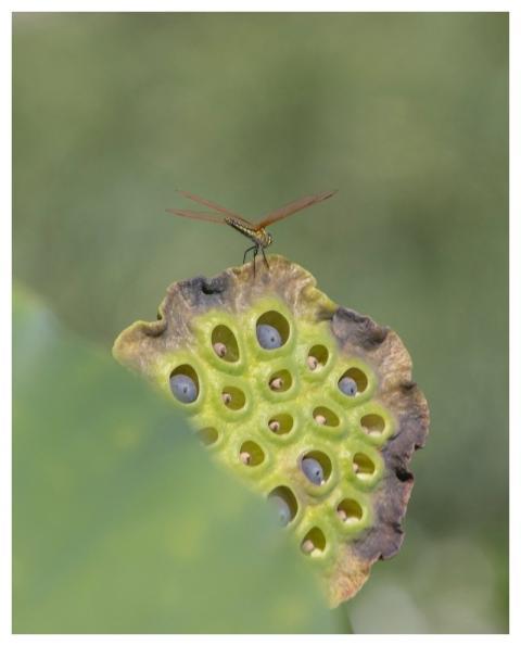 Dragonfly Seed Lotus Pod Green