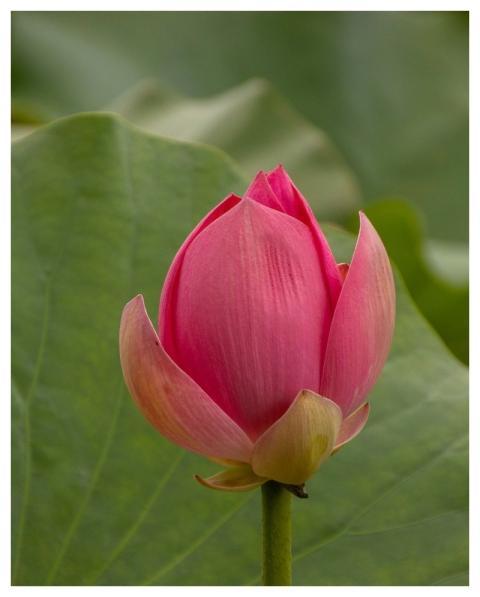 Lotus Flower Pink Bloom