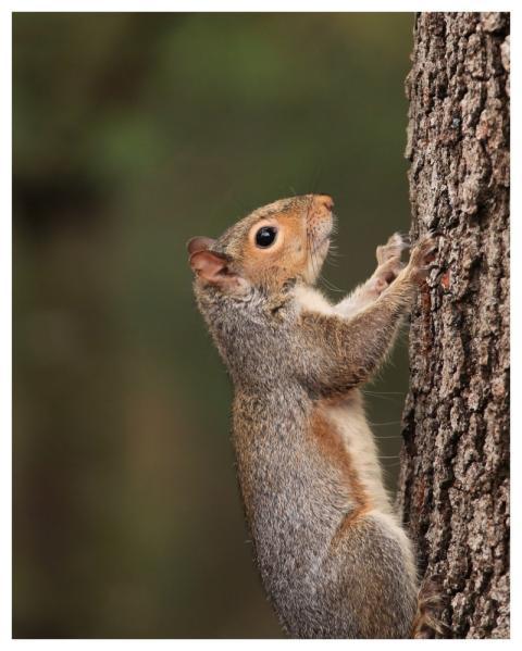Squirrel Wildlife Nature Animal
