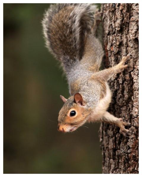 Squirrel Wildlife Nature Animal