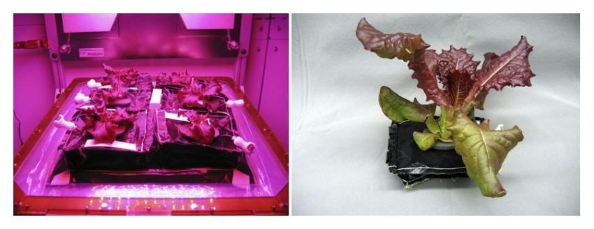 Veggie Will Expand Fresh Food Production on Space