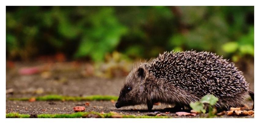 Cute hedgehog, animal image
