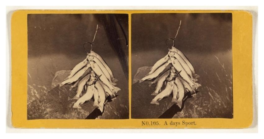 days [sic] Sport. O H