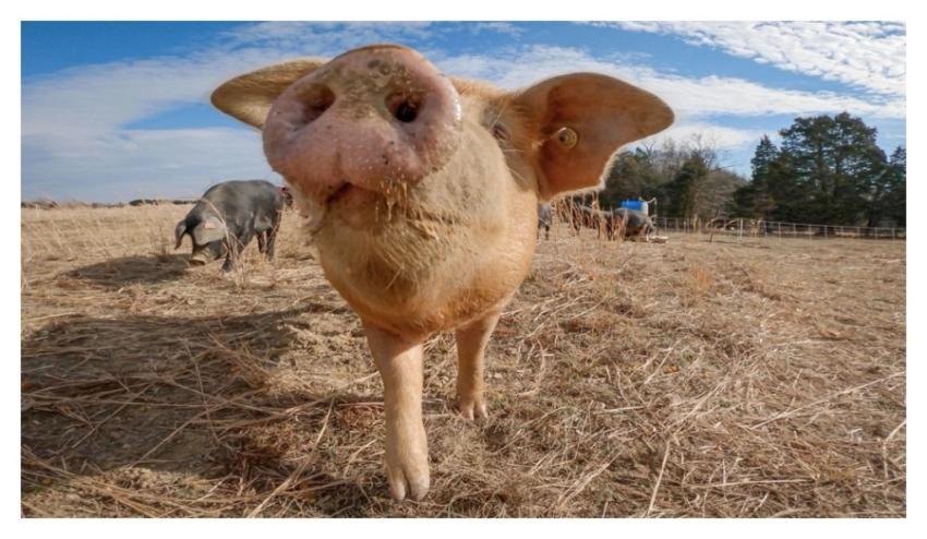 Pig snout, farm animal portrait