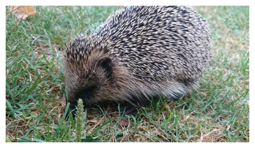 Cute hedgehog, animal image