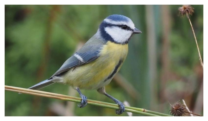 Wild bird, feather poultry animal