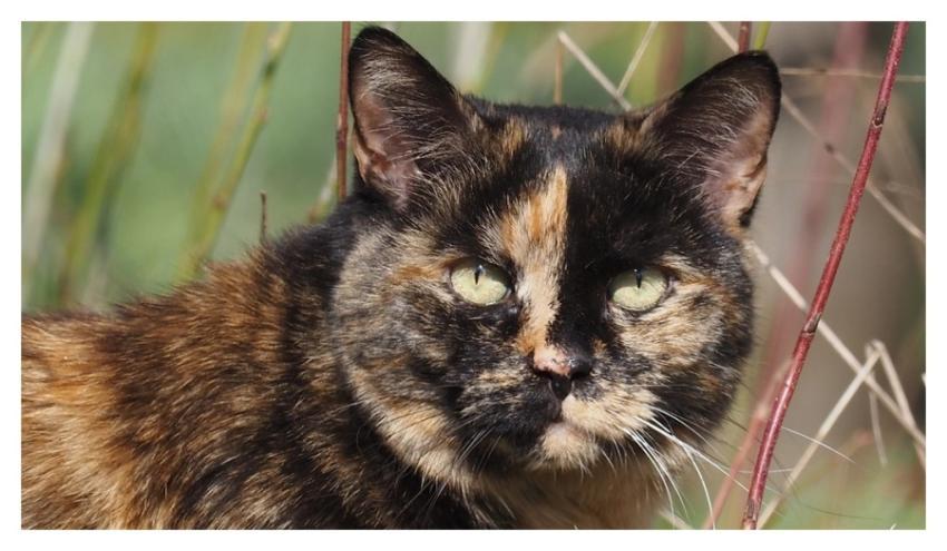 Cat portrait, domestic carnivore animal