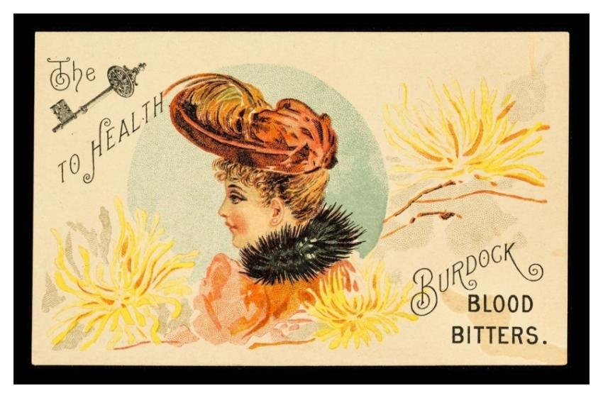 health : Burdock Blood Bitters