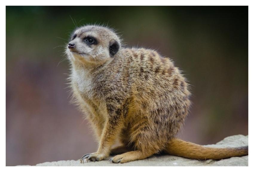 Cute meerkat, animal background