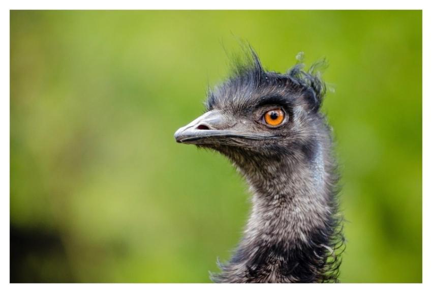 Emu bird, animal photography