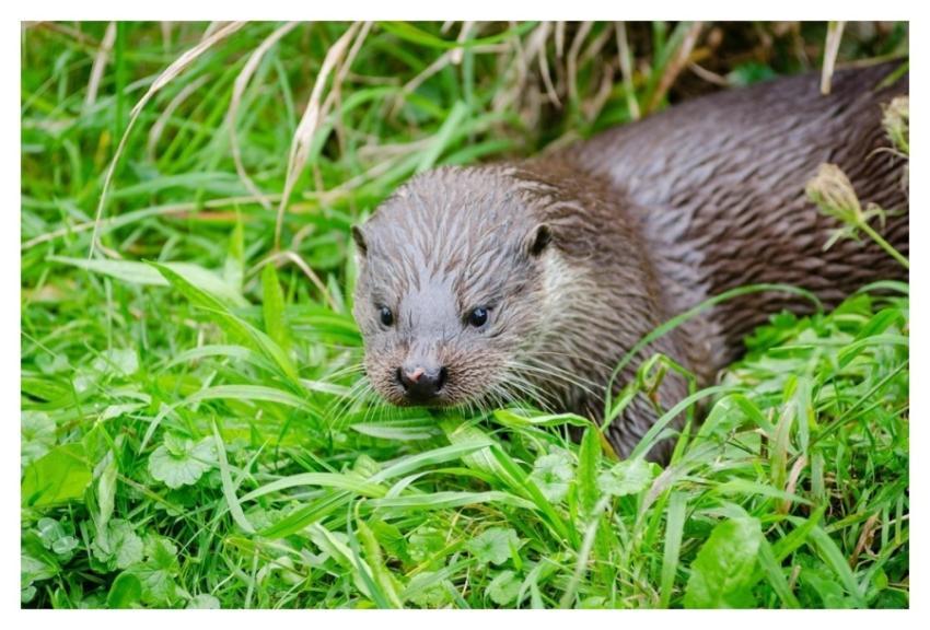 Cute otter, animal background