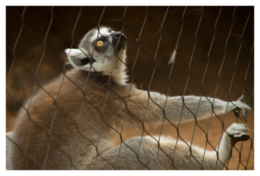 Lemur wild animal