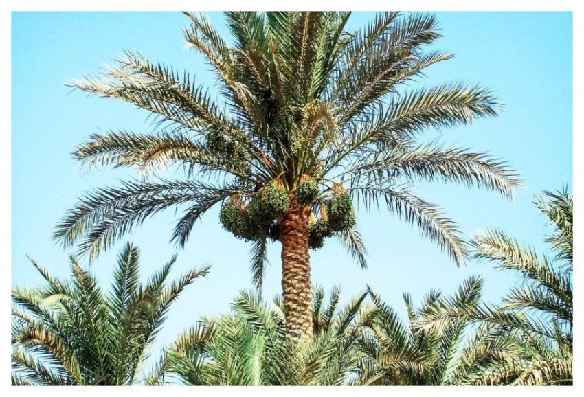 A typical date palm, Phoenix dactylifera, growing