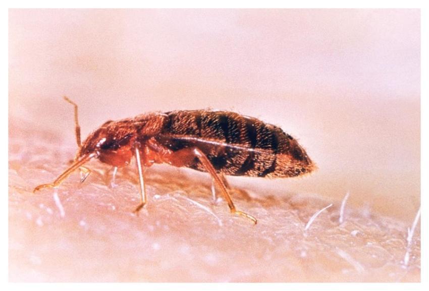 A left lateral view of a common bed bug, Cimex lec