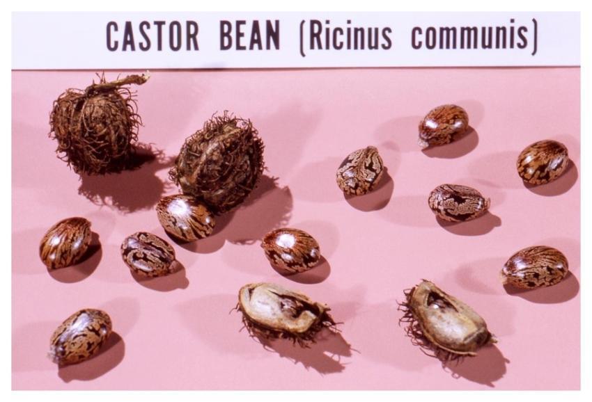 A still life of castor bean, Ricinus communis cont