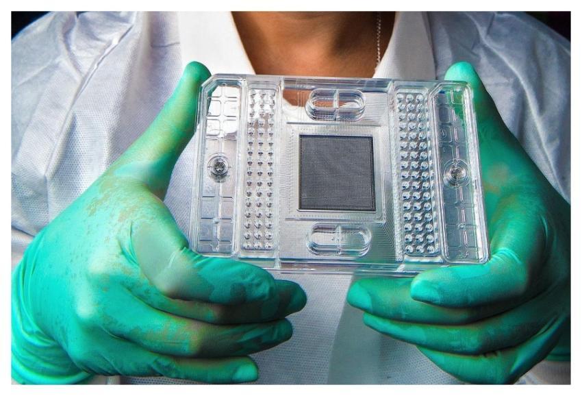 A scientist holding a culture test plate. Original