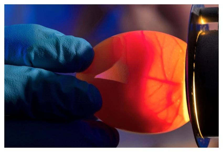 A scientist demonstrating a lab technique called &