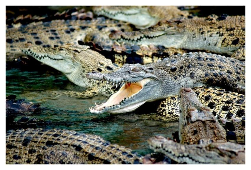 Reptile animal, crocodile, wildlife