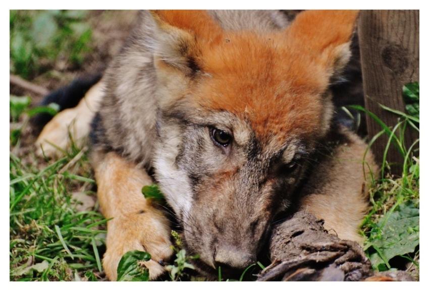 Red wolf, wilf animal background