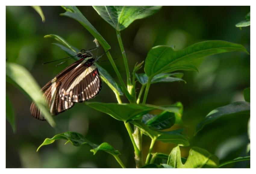 Butterfly insect animal