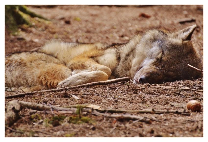 Red wolf, wilf animal background