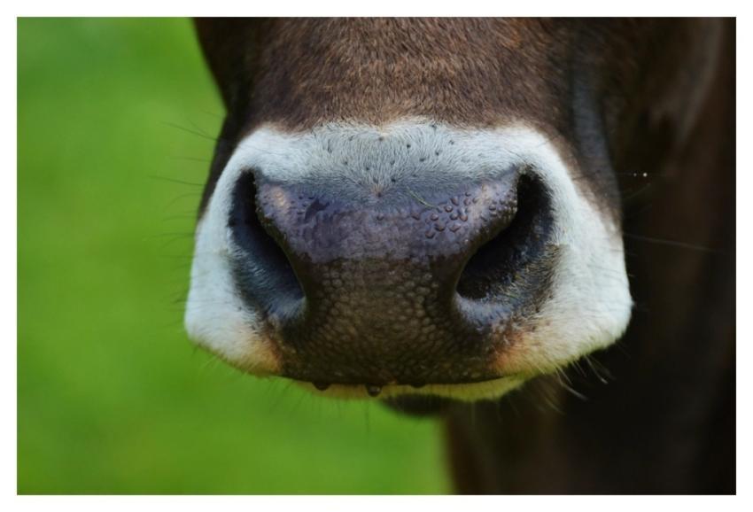 Cow's nose closeup, farming animal