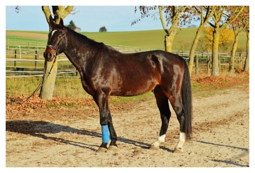 Injured horse, animal image