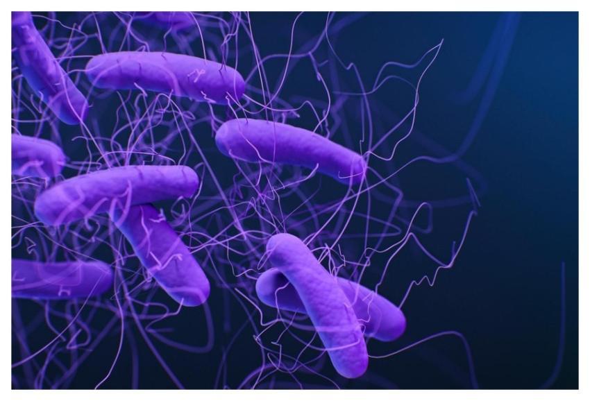 A medical illustration of Clostridioides difficile