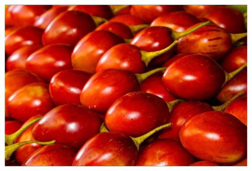 A beautiful pile of tree tomatoes in one of the ve