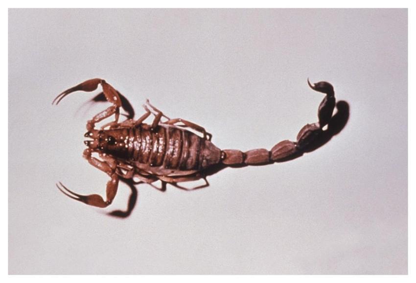 A dorsal view of a highly toxic black scorpion, Ti