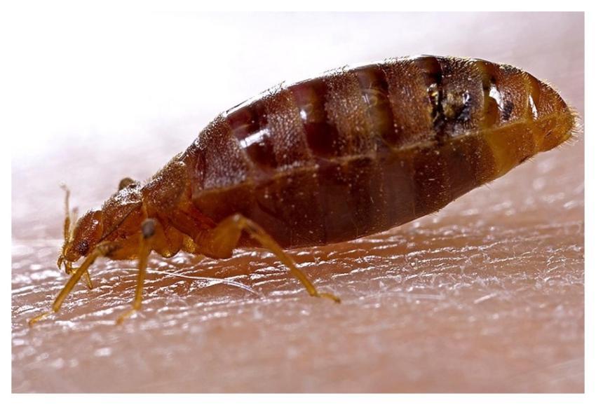 An adult bedbug, Cimex lectularius ingestinging a