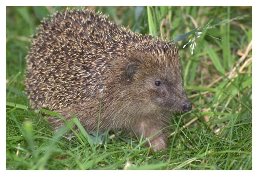 Cute hedgehog, animal image