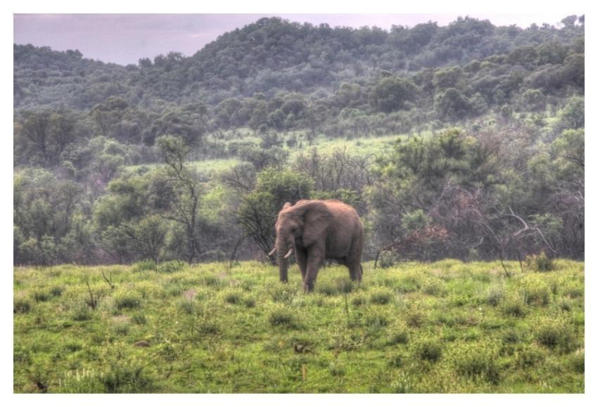African elephant, mammal wild animal