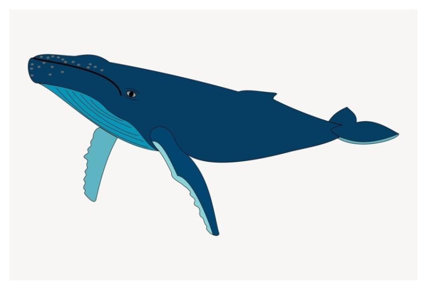 Whale clipart, sea animal illustration