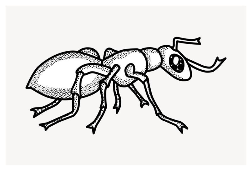 Ant, animal illustration