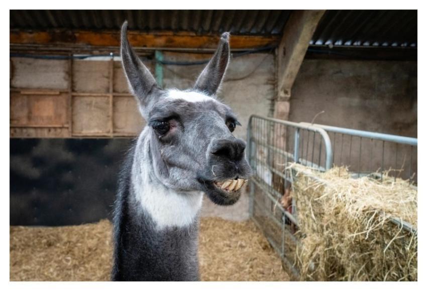 Llama close up, animal farm