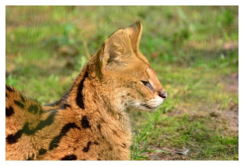 Serval, African wild animal